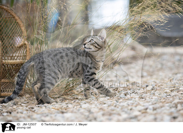 young cat / JM-12507