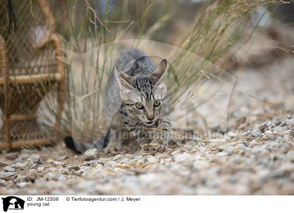 junge Katze / young cat / JM-12508
