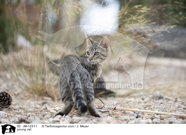 young cat / JM-12511