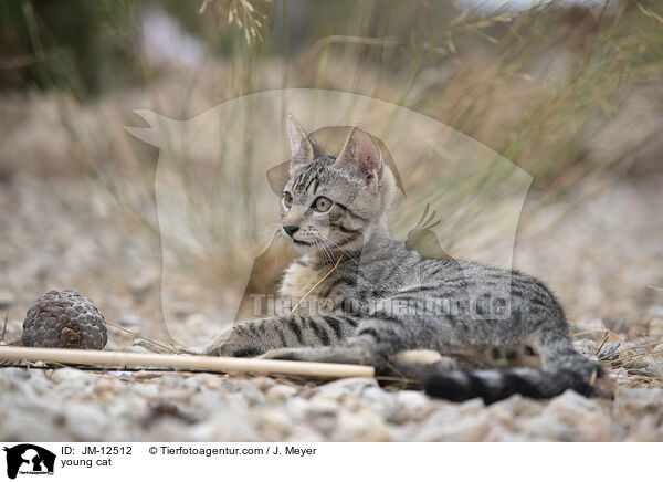 young cat / JM-12512