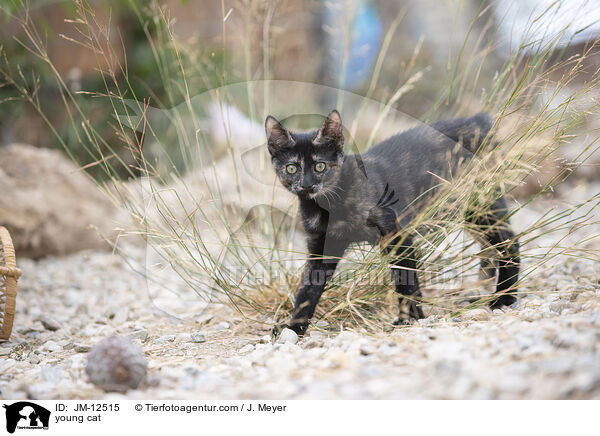 young cat / JM-12515