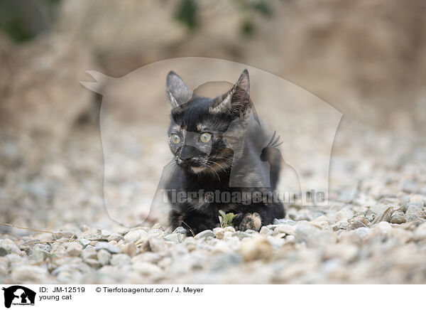 young cat / JM-12519