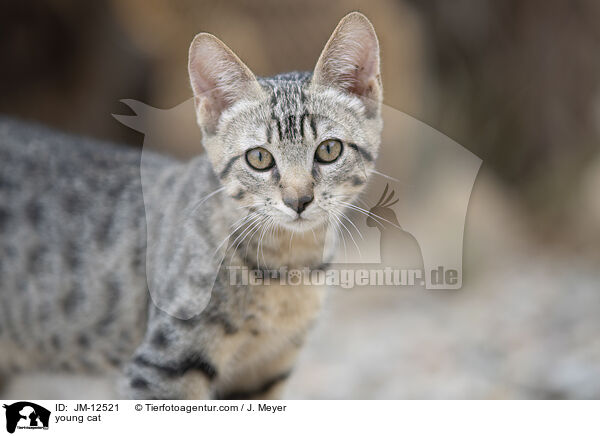 young cat / JM-12521