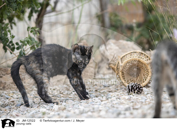 young cats / JM-12522