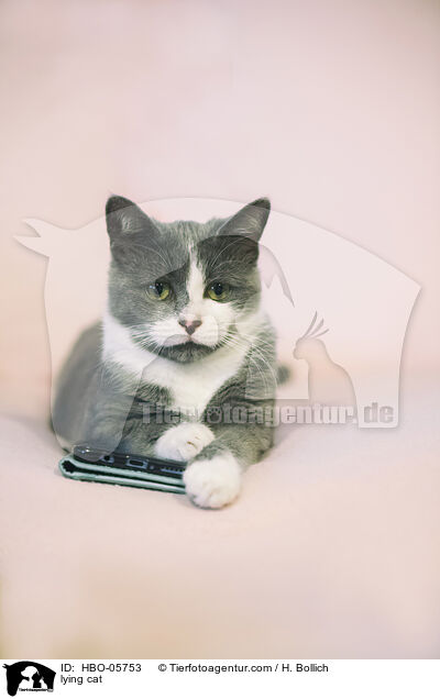 lying cat / HBO-05753