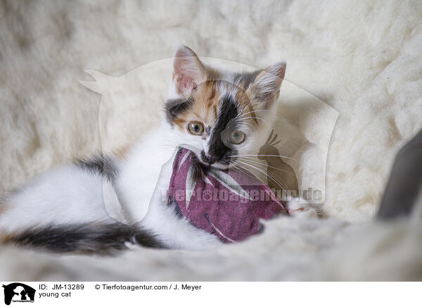young cat / JM-13289