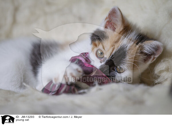 young cat / JM-13293