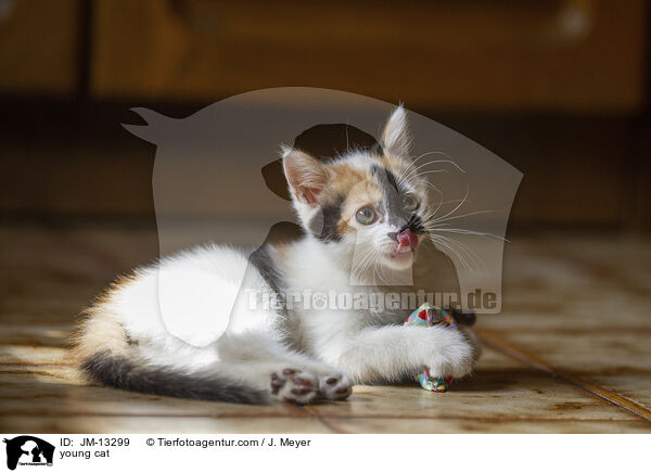 young cat / JM-13299