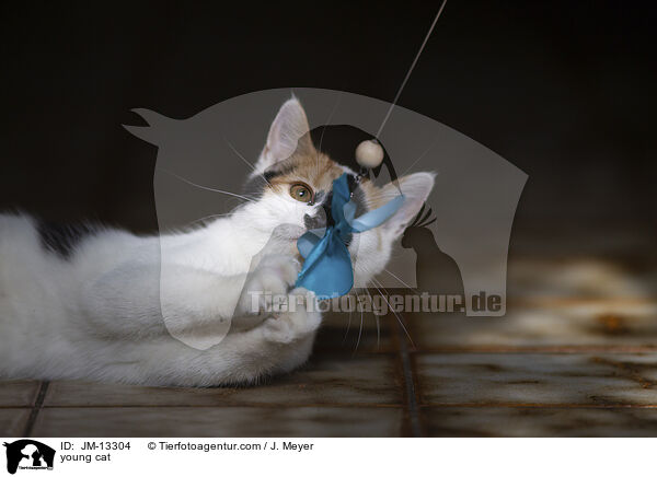 young cat / JM-13304