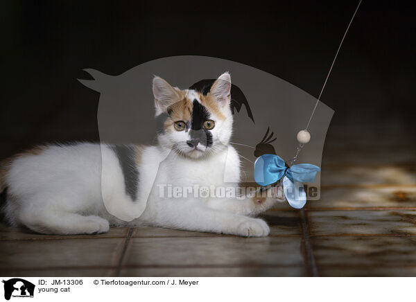 young cat / JM-13306