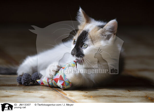 junge Katze / young cat / JM-13307