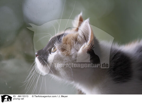 young cat / JM-13313
