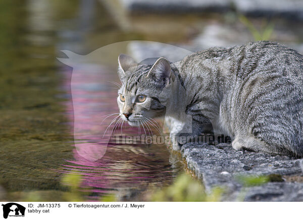tabby cat / JM-13375