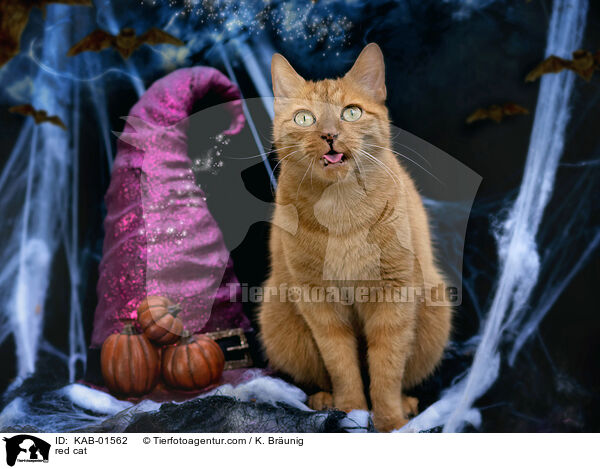rote Hauskatze / red cat / KAB-01562