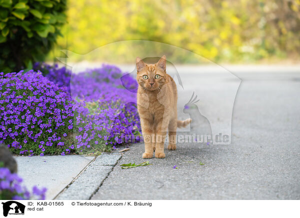red cat / KAB-01565