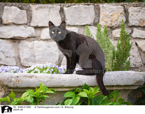 ausgewachsene Hauskatze / adult cat / KAB-01568
