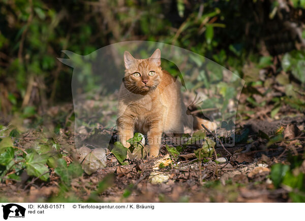 red cat / KAB-01571