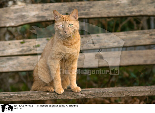 red cat / KAB-01572