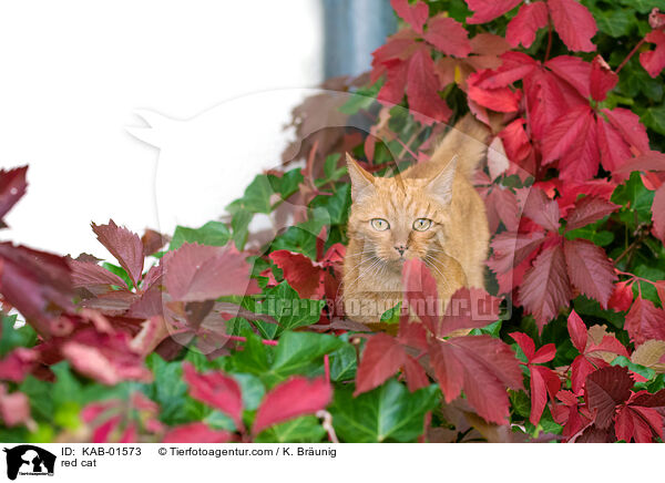 red cat / KAB-01573