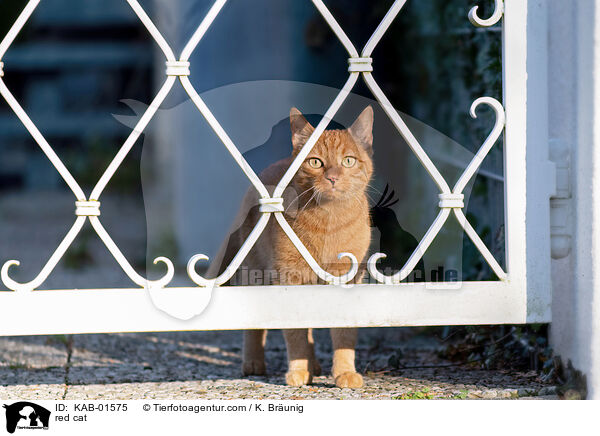 red cat / KAB-01575