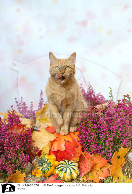 rote Hauskatze / red cat / KAB-01576