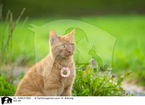 red cat / KAB-01580