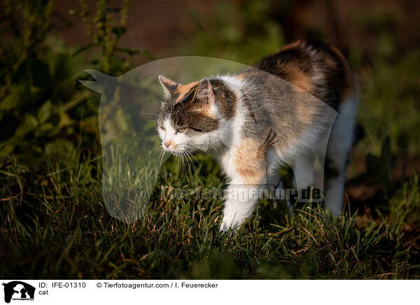 cat / IFE-01310