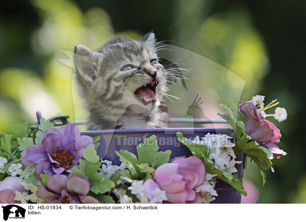 kitten / HS-01834