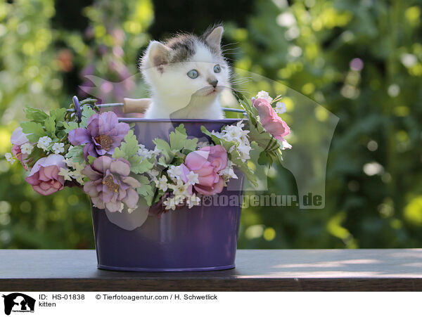 kitten / HS-01838