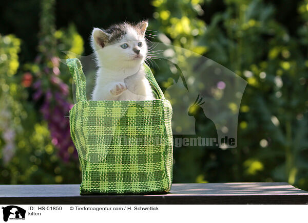 kitten / HS-01850