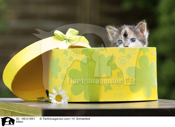 kitten / HS-01861