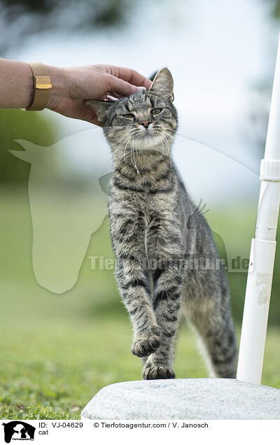 Katze / cat / VJ-04629