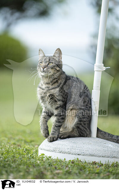cat / VJ-04632