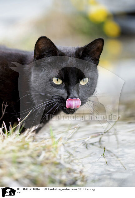 cat / KAB-01684