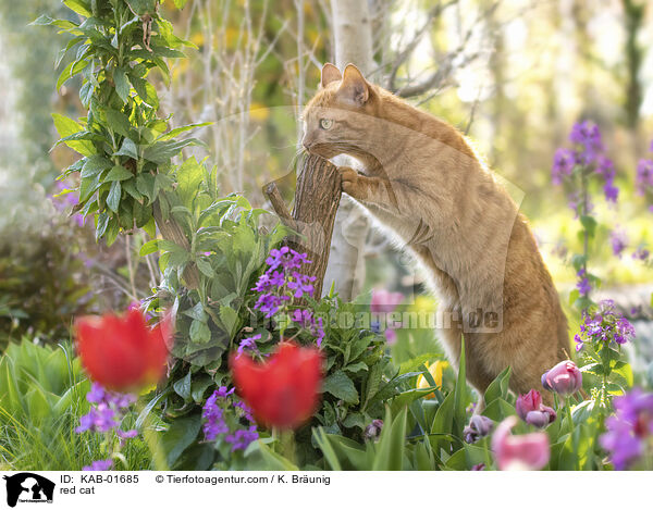 red cat / KAB-01685