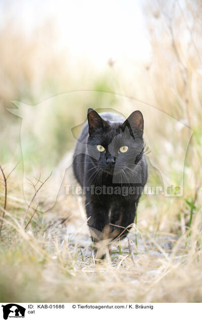 cat / KAB-01686