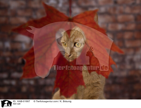 red cat / KAB-01687