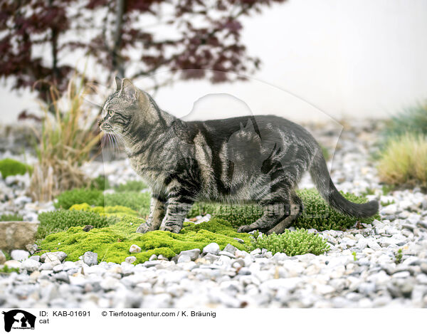 cat / KAB-01691