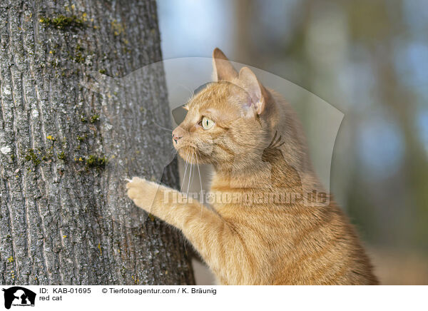 red cat / KAB-01695