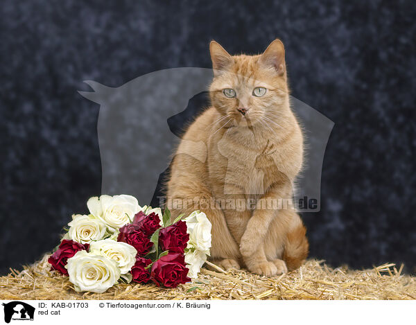 red cat / KAB-01703