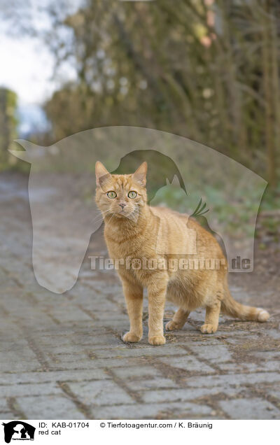 red cat / KAB-01704