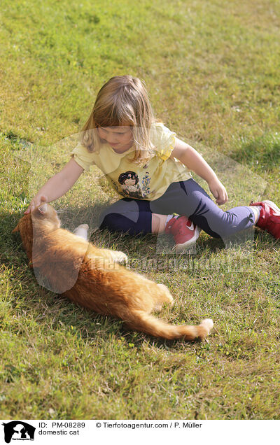 Hauskatze / domestic cat / PM-08289