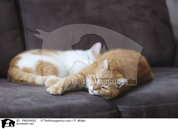Hauskatze / domestic cat / PM-08492