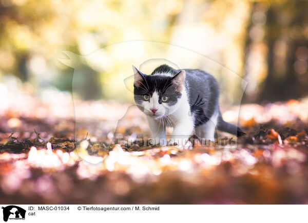 cat / MASC-01034