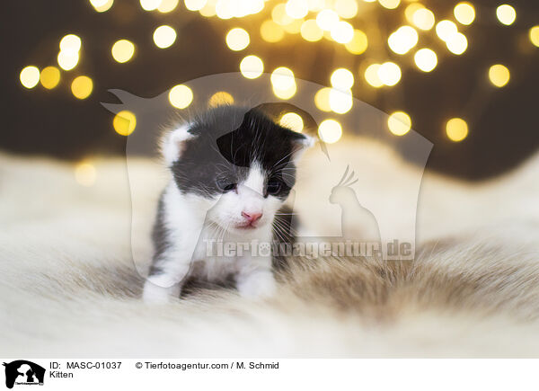 Kitten / MASC-01037