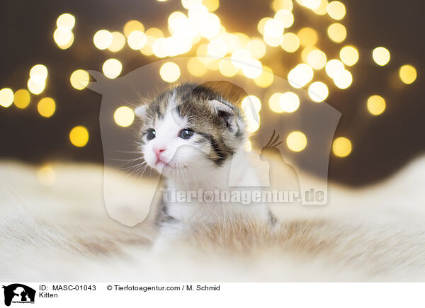 Kitten / MASC-01043