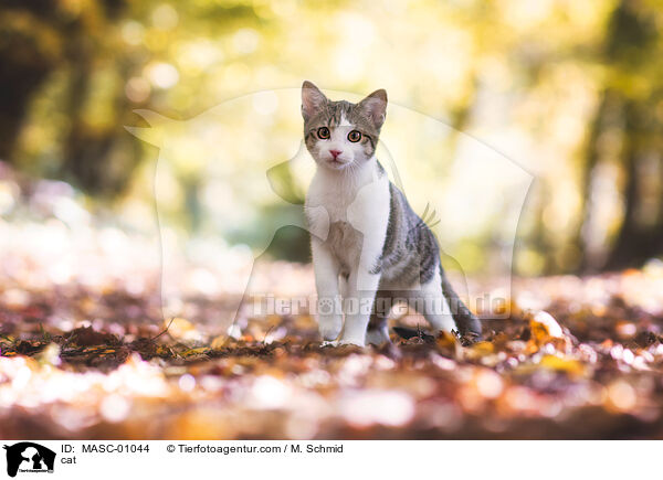 cat / MASC-01044