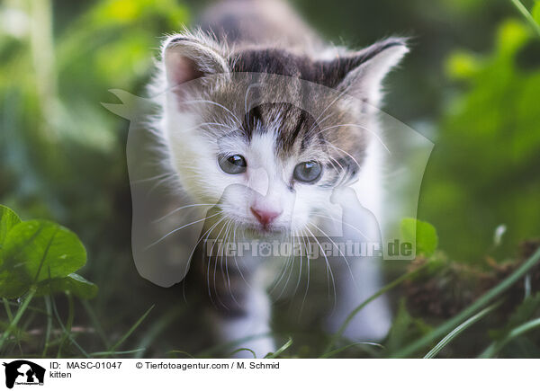 kitten / MASC-01047