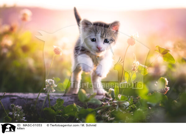 kitten / MASC-01053