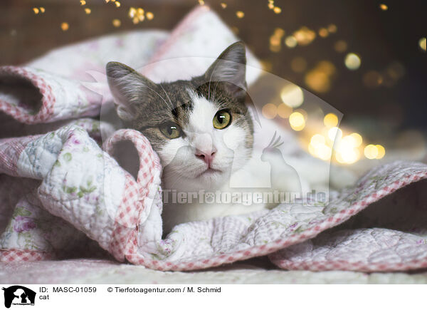 cat / MASC-01059
